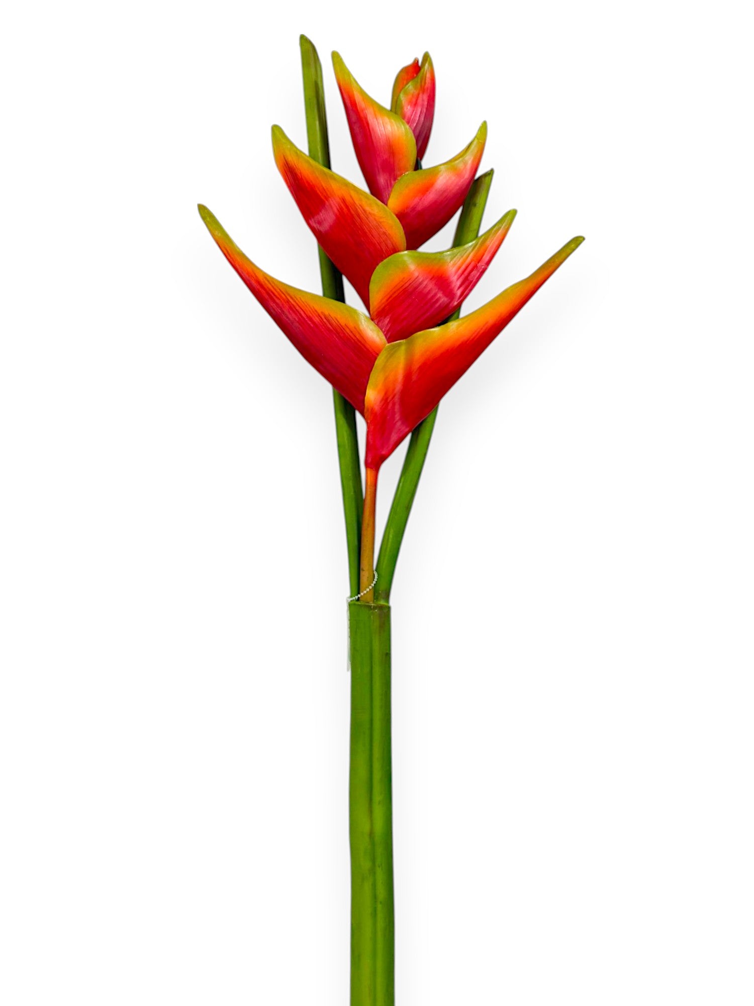 Heliconia Lobster Claw Spray 39"
