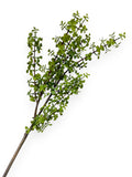 SPEKBOOM LEAF SPR 37"
