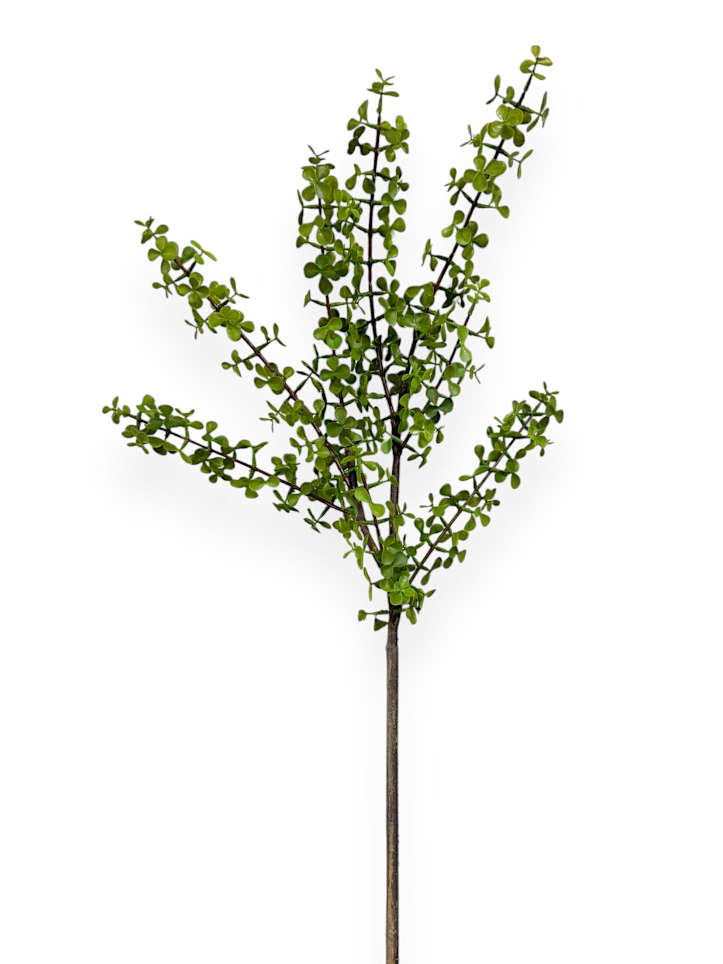 SPEKBOOM LEAF SPR 37"