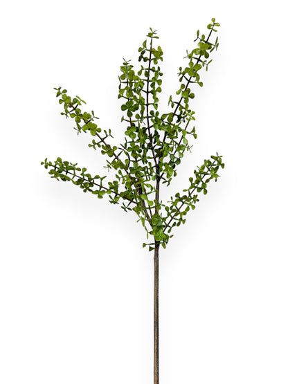 SPEKBOOM LEAF SPR 37"