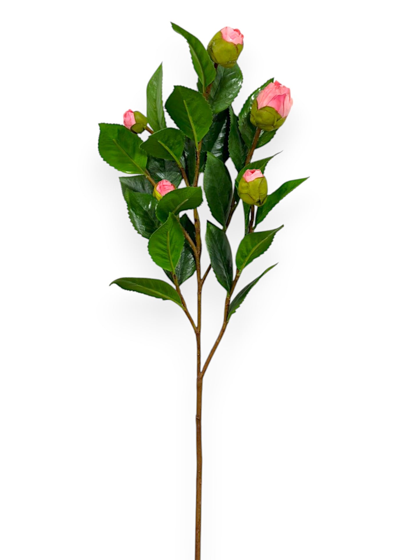 CAMELLIA BUD BRANCH 26"