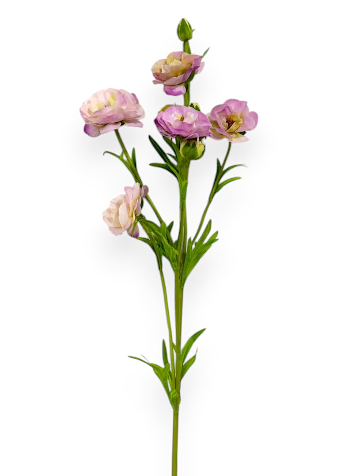 RT.RANUNCULUS SPRAY 28"