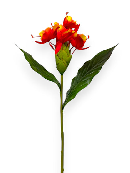 BUTTERFLY GINGER 30"