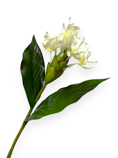 BUTTERFLY GINGER 30"