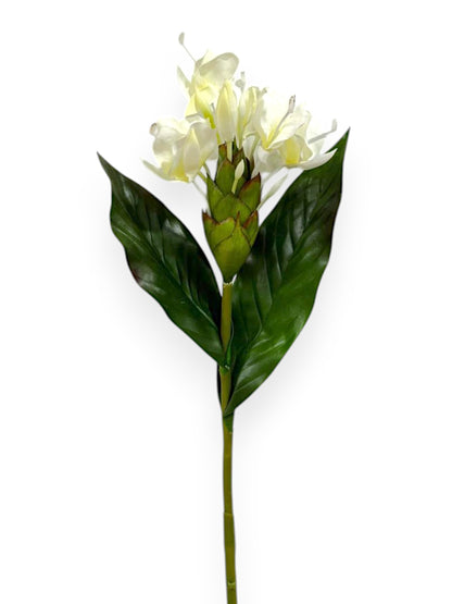BUTTERFLY GINGER 30"