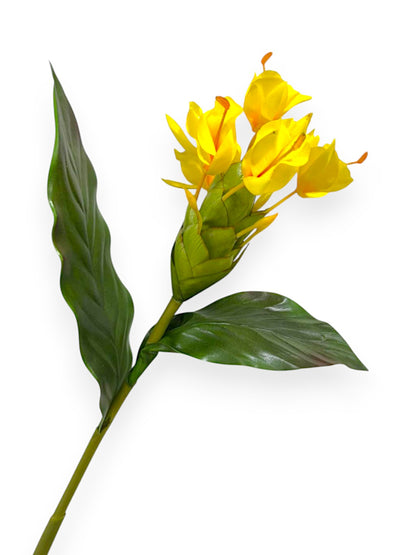 BUTTERFLY GINGER 30"