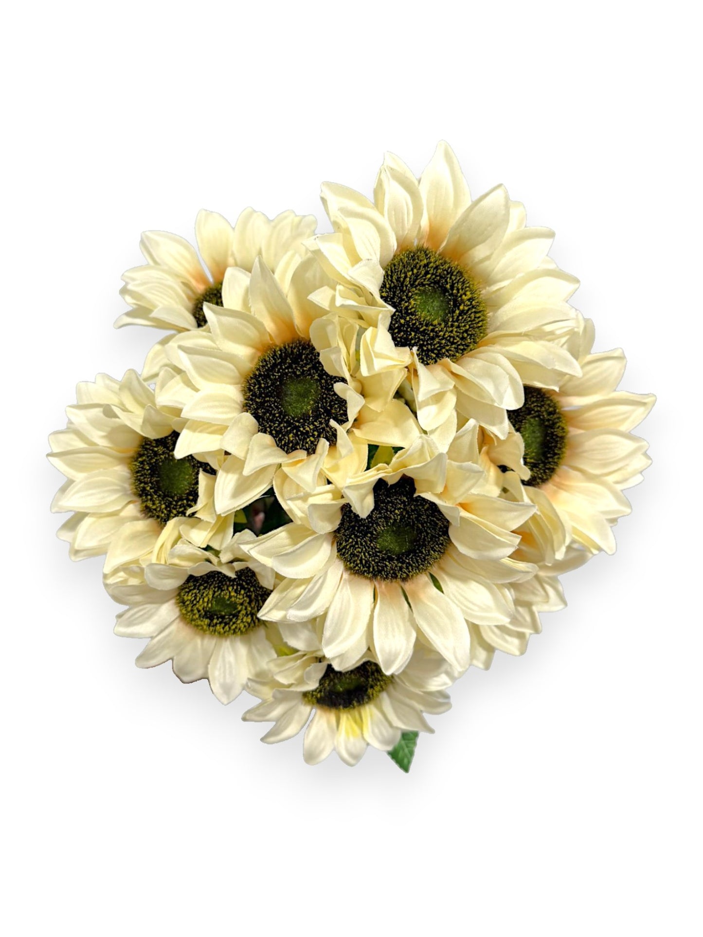 SUNFLOWER BUSHX10