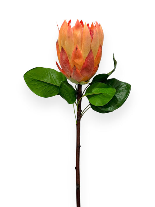 Protea King L 26"