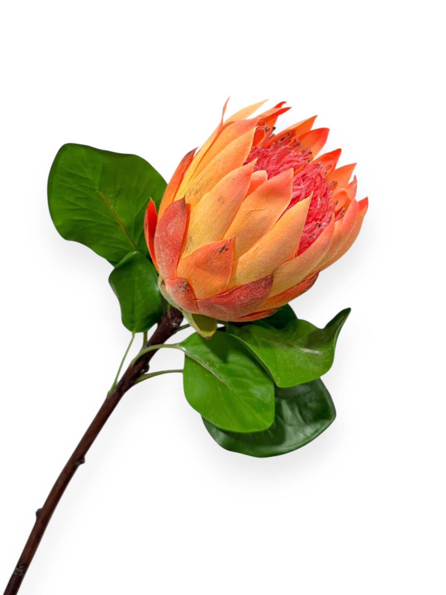 Protea King L 26"