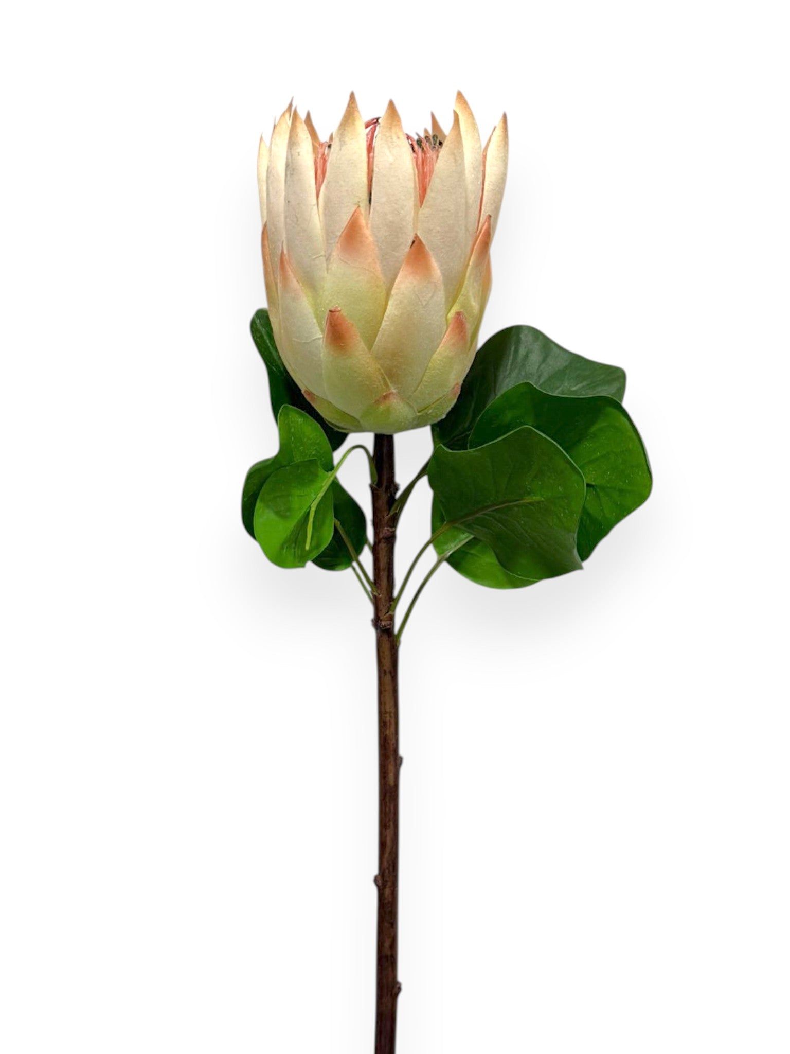 Protea King L 26"