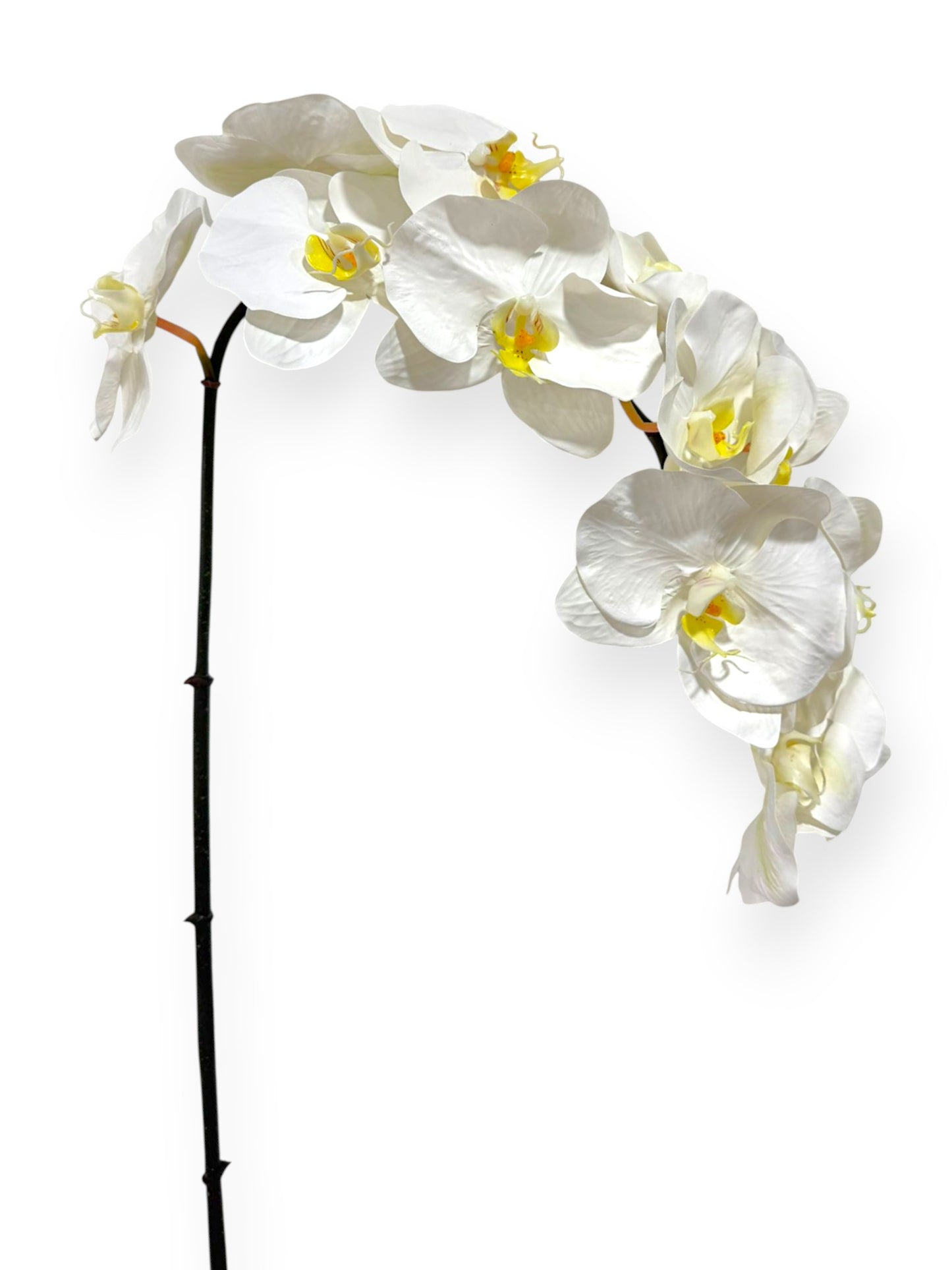 Phalaenopsis Orchid Spray 42"