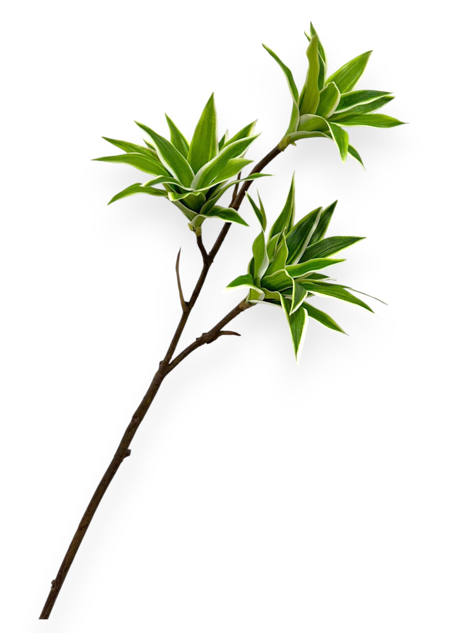 Dracaena Spray  30"