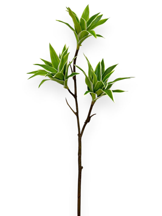 Dracaena Spray  30"