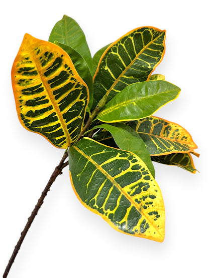 Croton Leaves Spray  26"