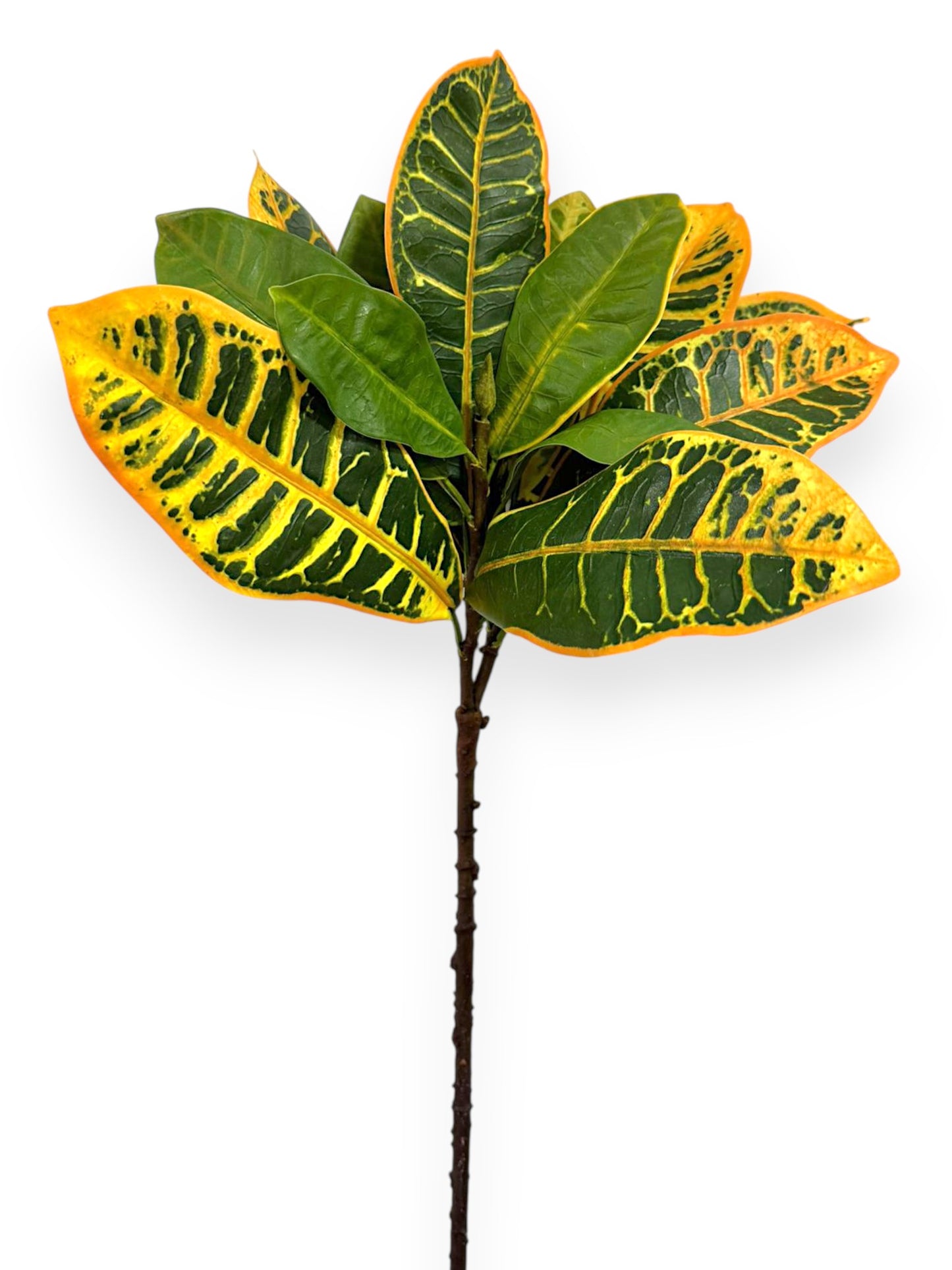 Croton Leaves Spray  26"
