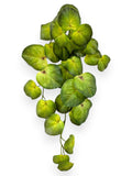 Money Leaf Bush 20”