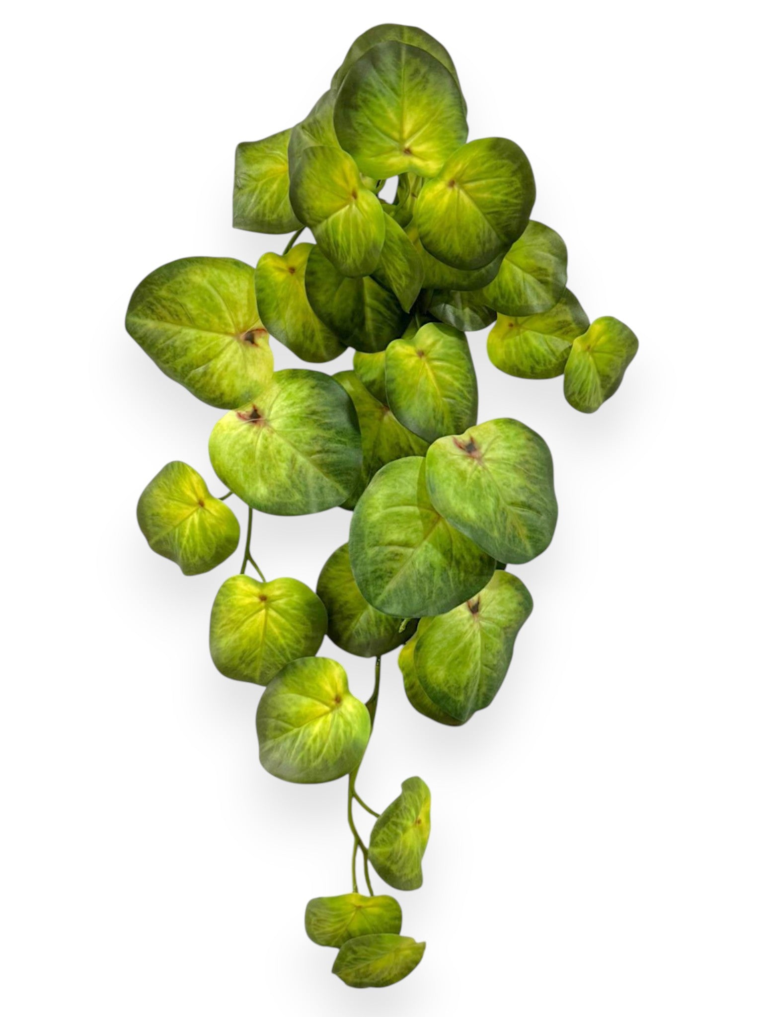 Money Leaf Bush 20”
