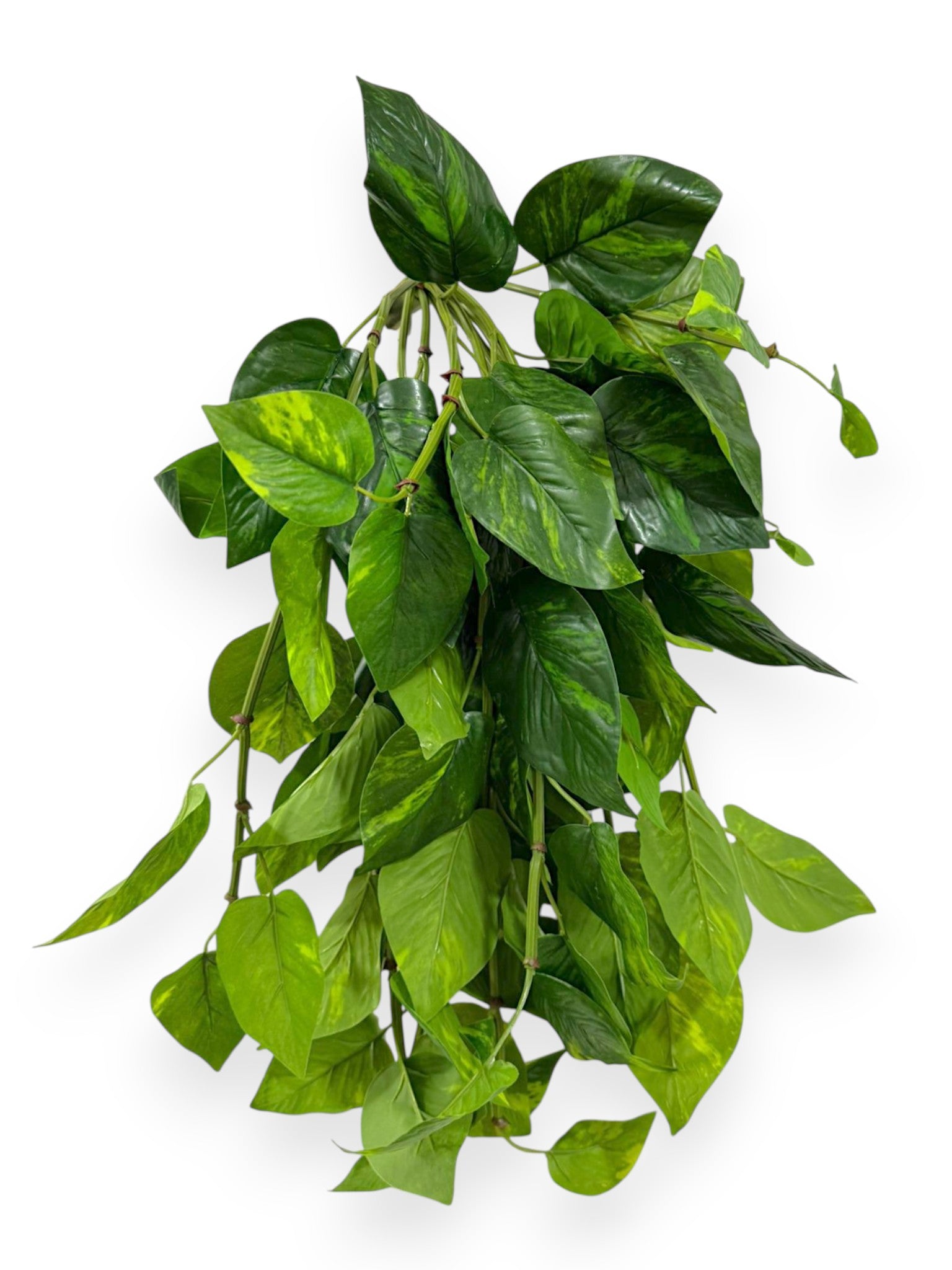 Pothos Bush – Lush Trailing Greenery 24”