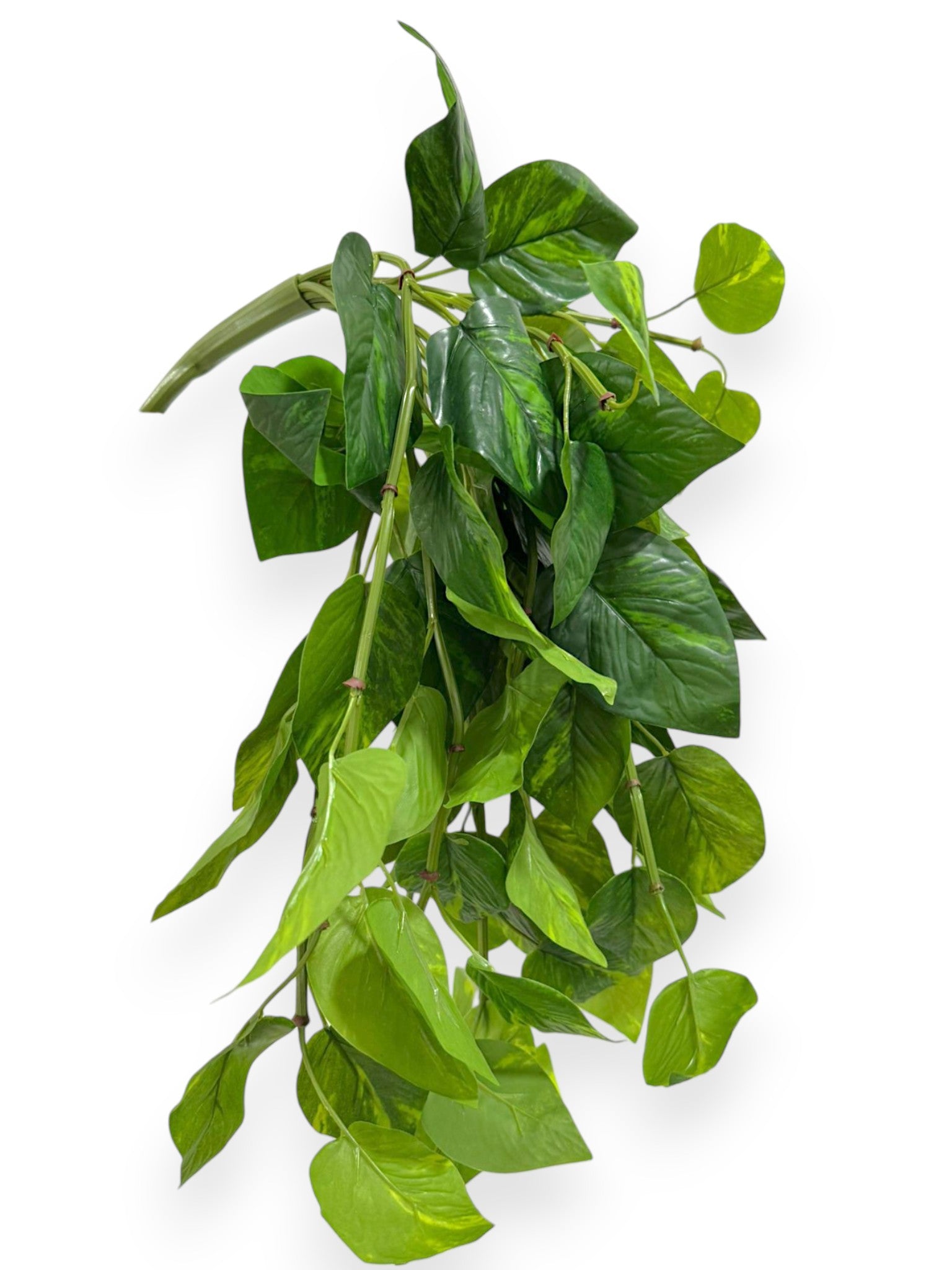 Pothos Bush – Lush Trailing Greenery 24”