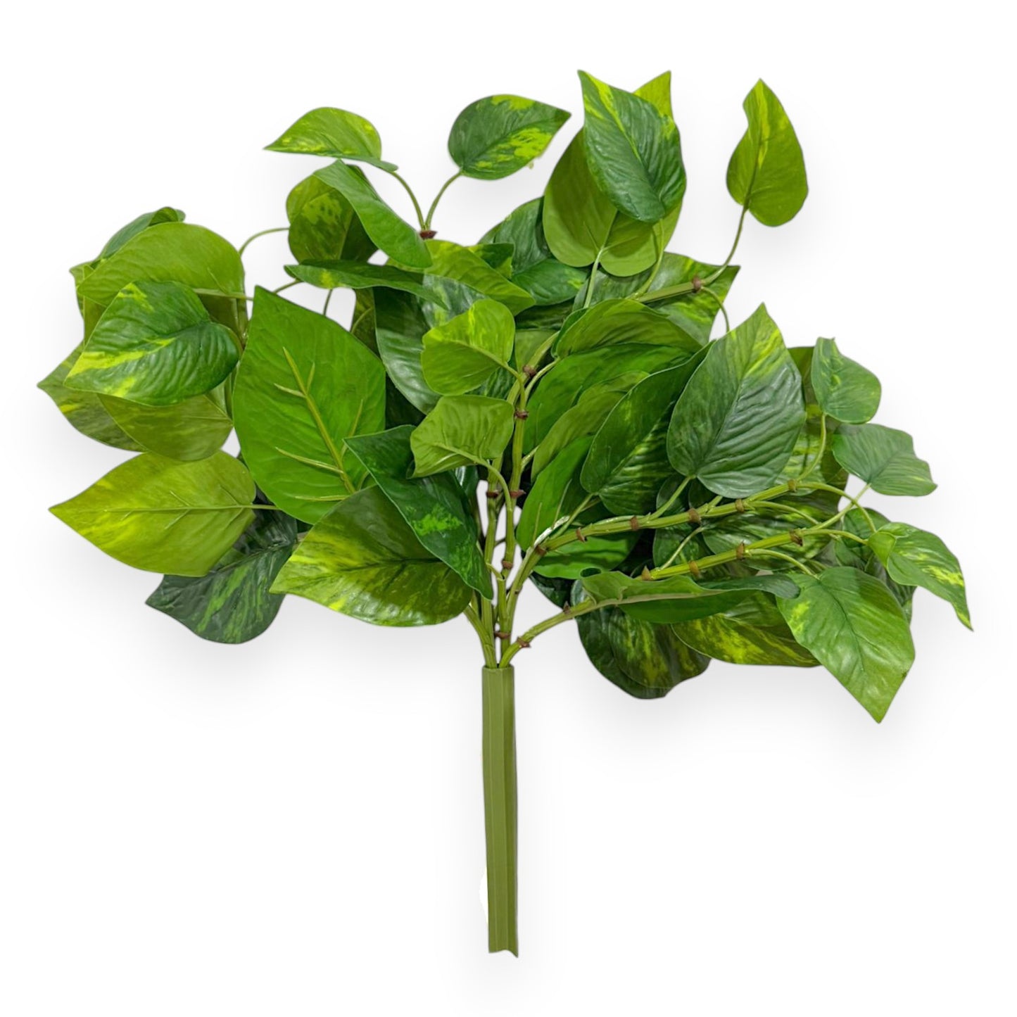 Pothos Bush – Compact Lush Greenery 17”