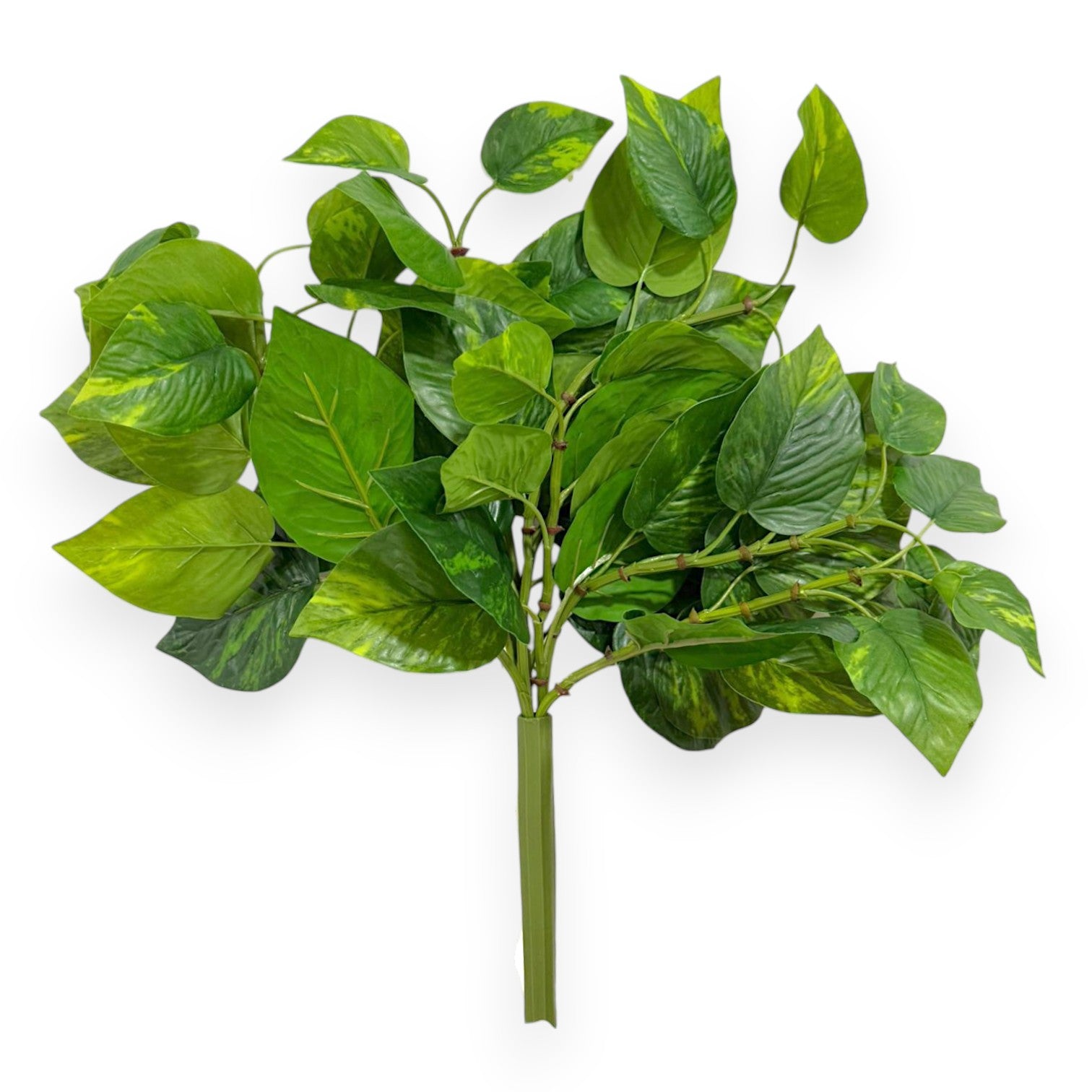 Pothos Bush – Compact Lush Greenery 17”