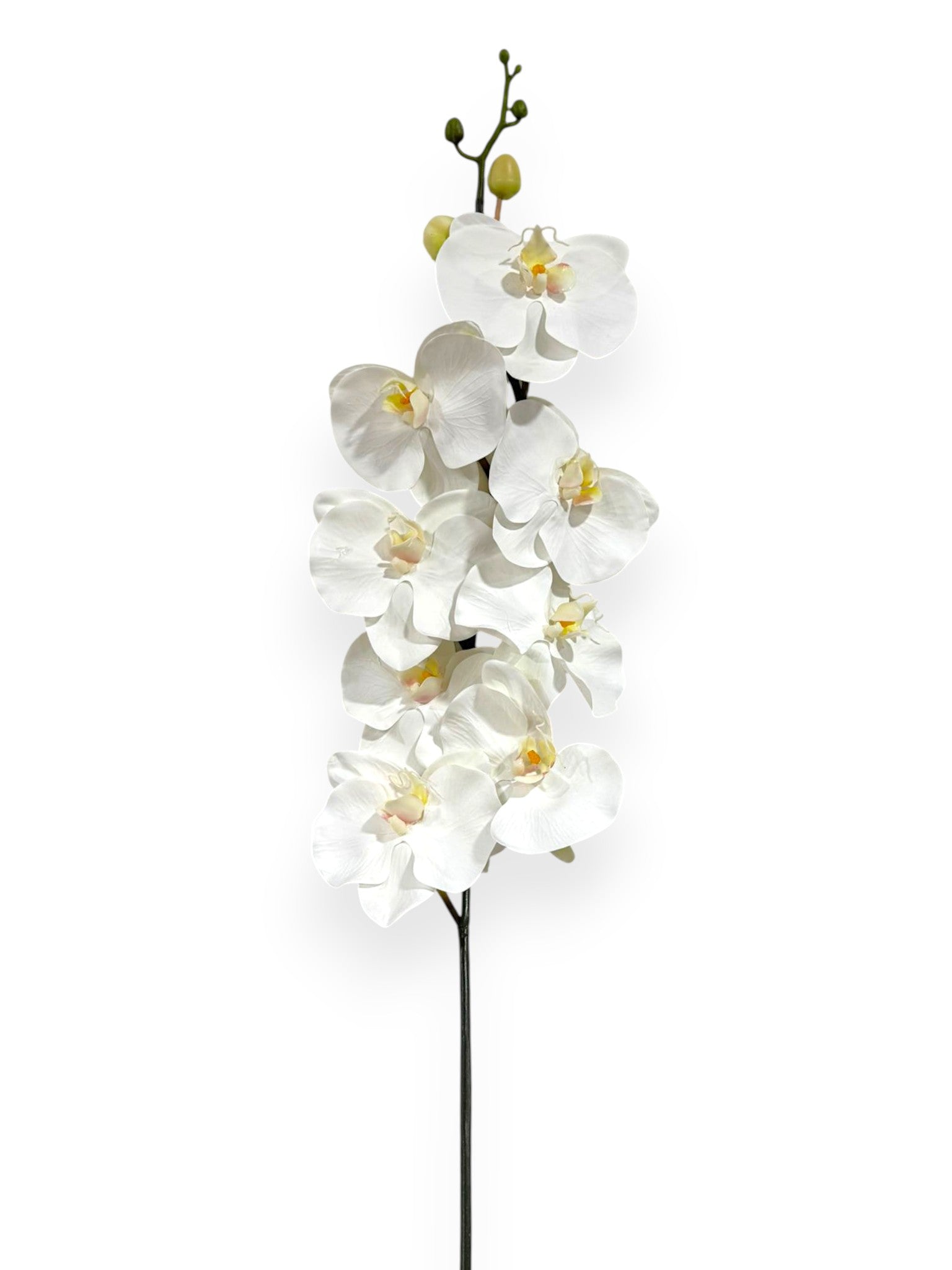 Orchid Phalaenopsis Stem 45"