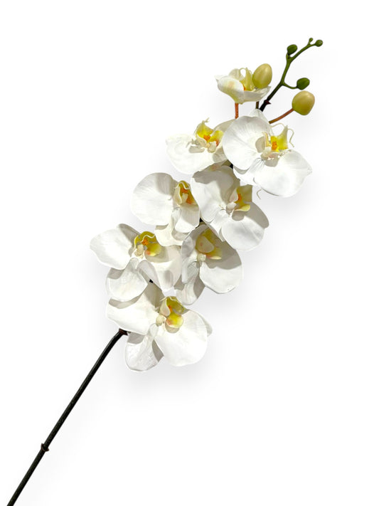 Phalaenopsis Orchid Stem X8