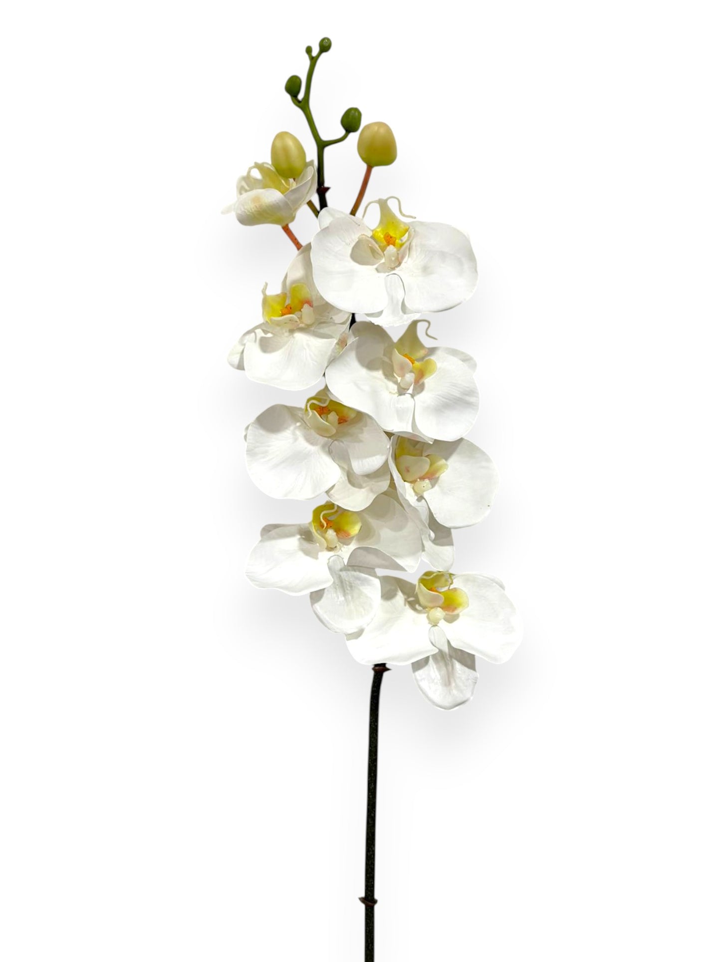 Phalaenopsis Orchid Stem X8