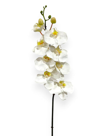 Phalaenopsis Orchid Stem X8