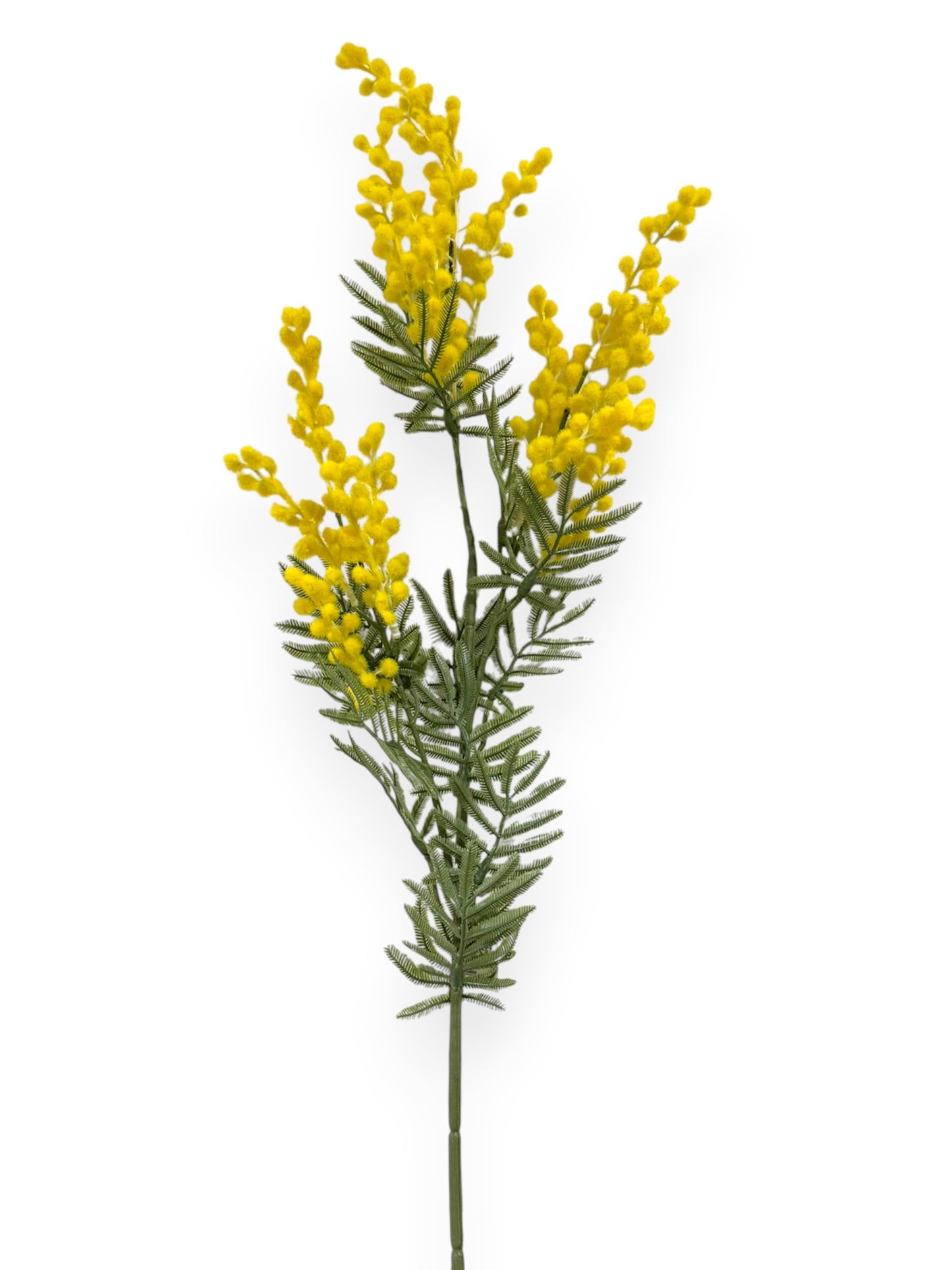 Mimosa Spray Stem