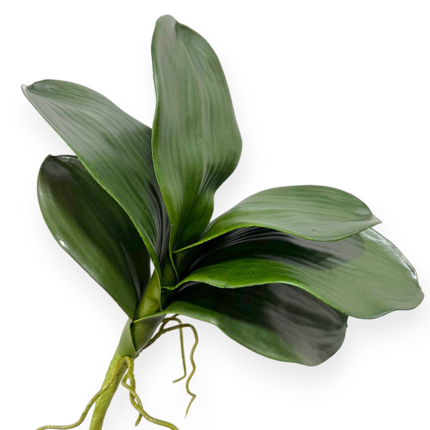 Orchid Phalaenopsis Foliage 13"