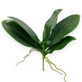 Phalaenopsis Orchid Foliage 13"