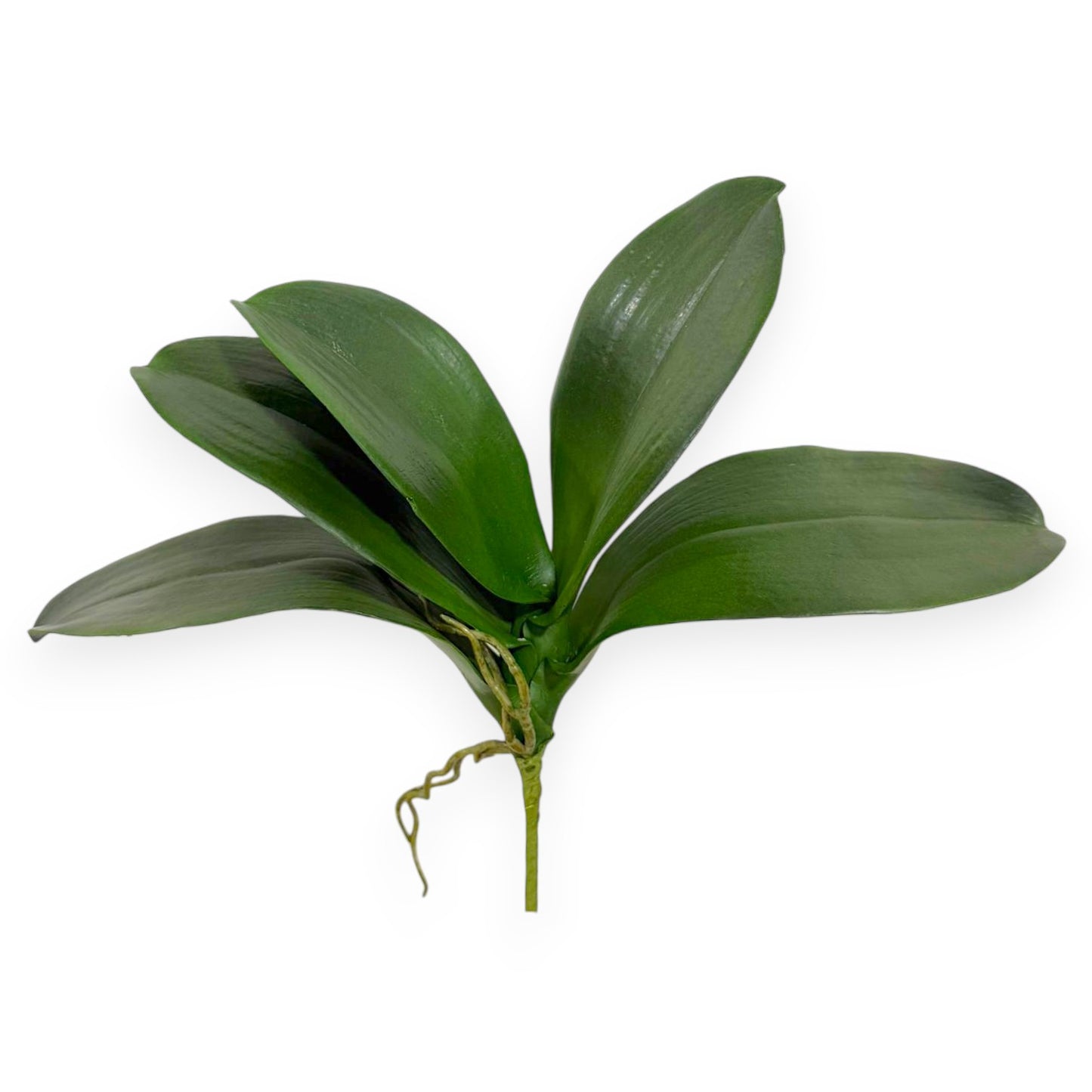 Orchid Phalaenopsis Leaf 12"