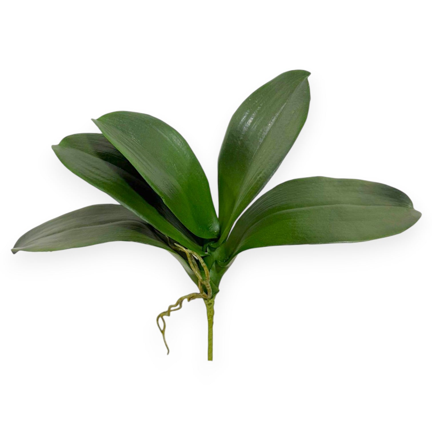 Orchid Phalaenopsis Leaf 12"