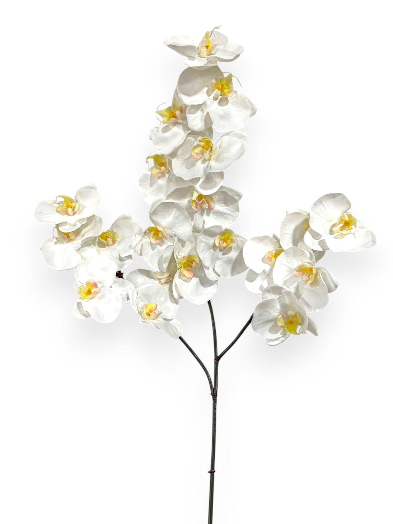 Orchid Phalaenopsis Spray x3 41"