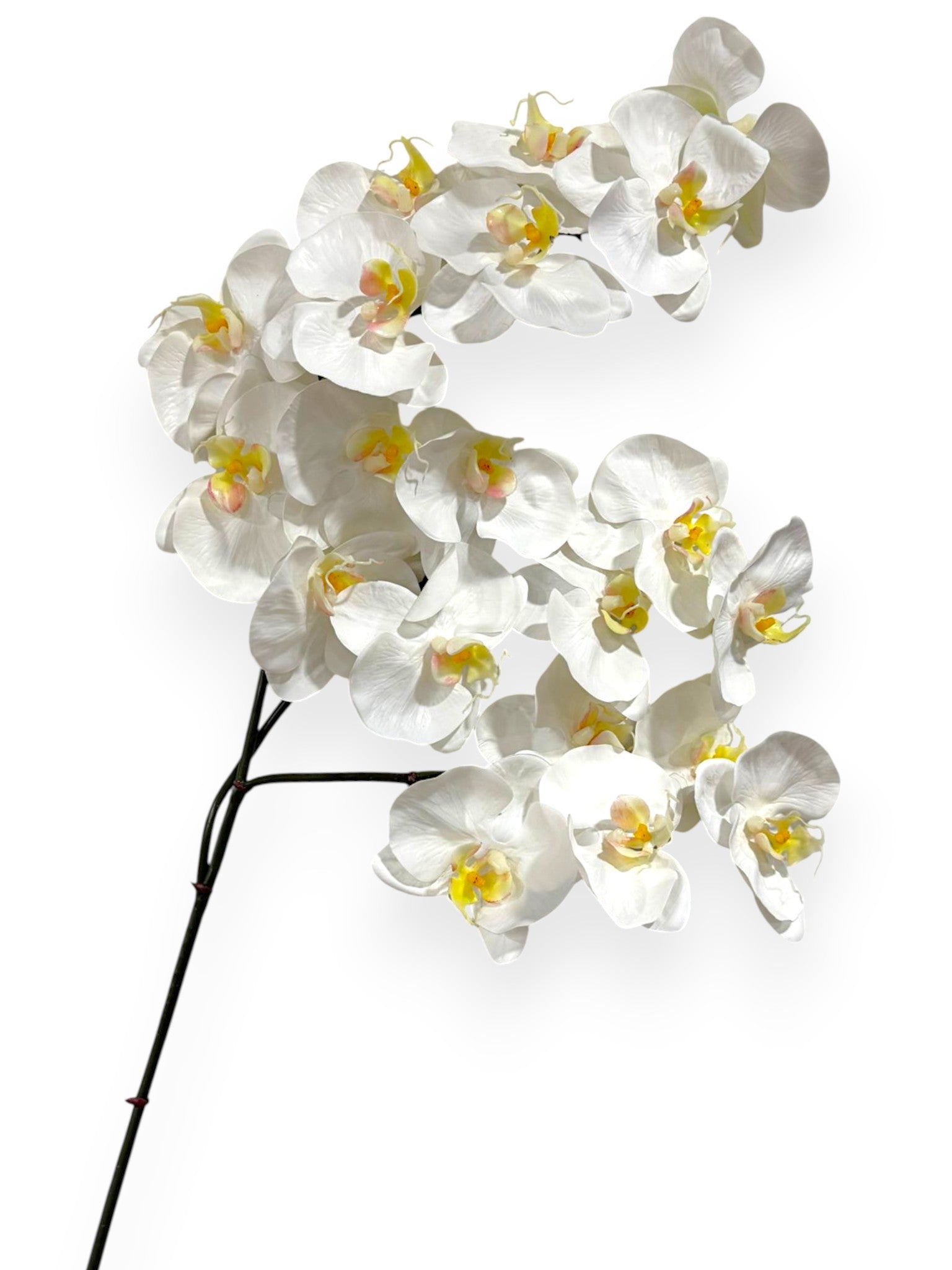 Orchid Phalaenopsis Spray x3 41"