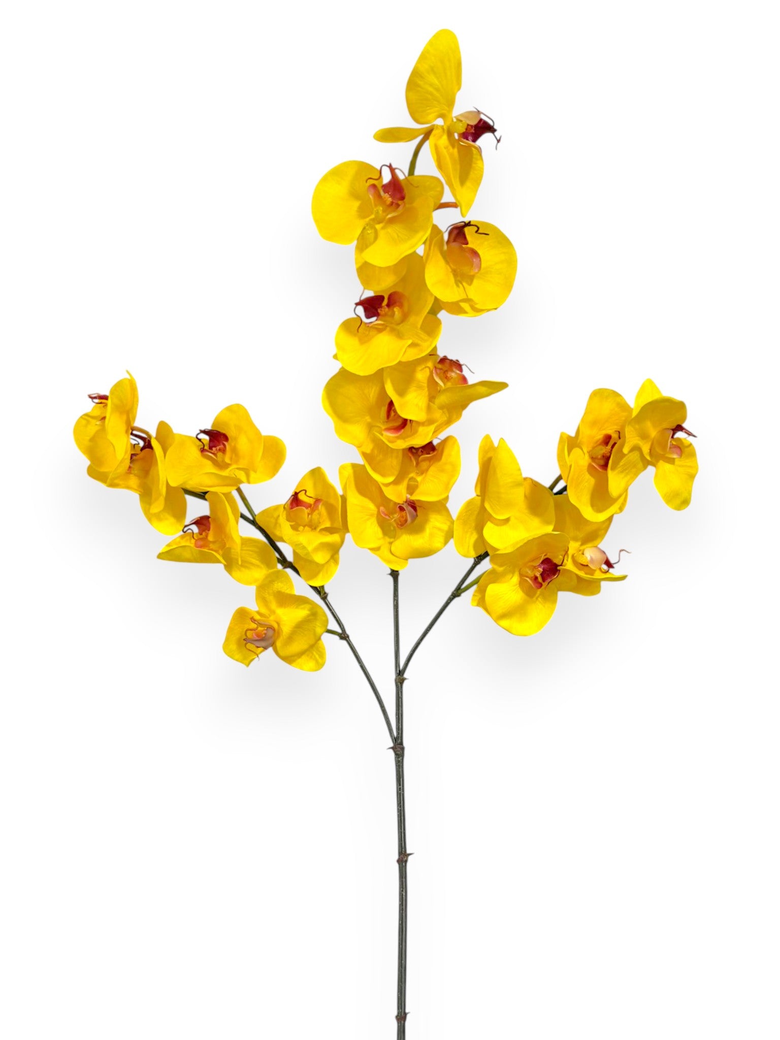 Orchid Phalaenopsis Spray x3 41"