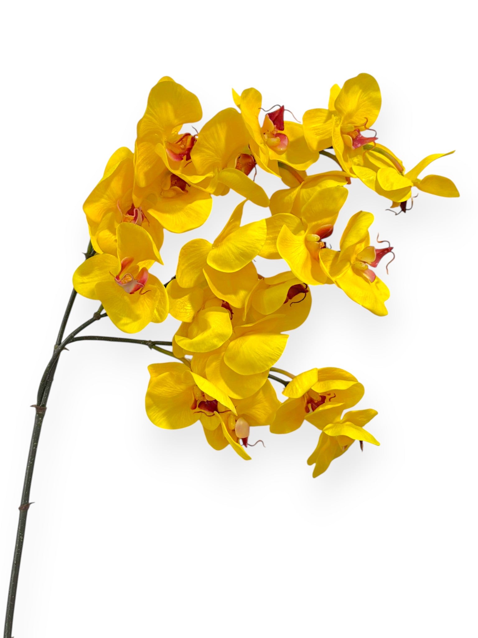 Orchid Phalaenopsis Spray x3 41"