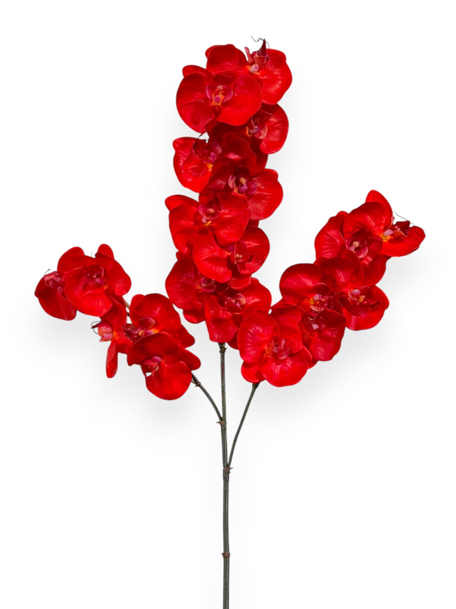 Orchid Phalaenopsis Spray x3 41"