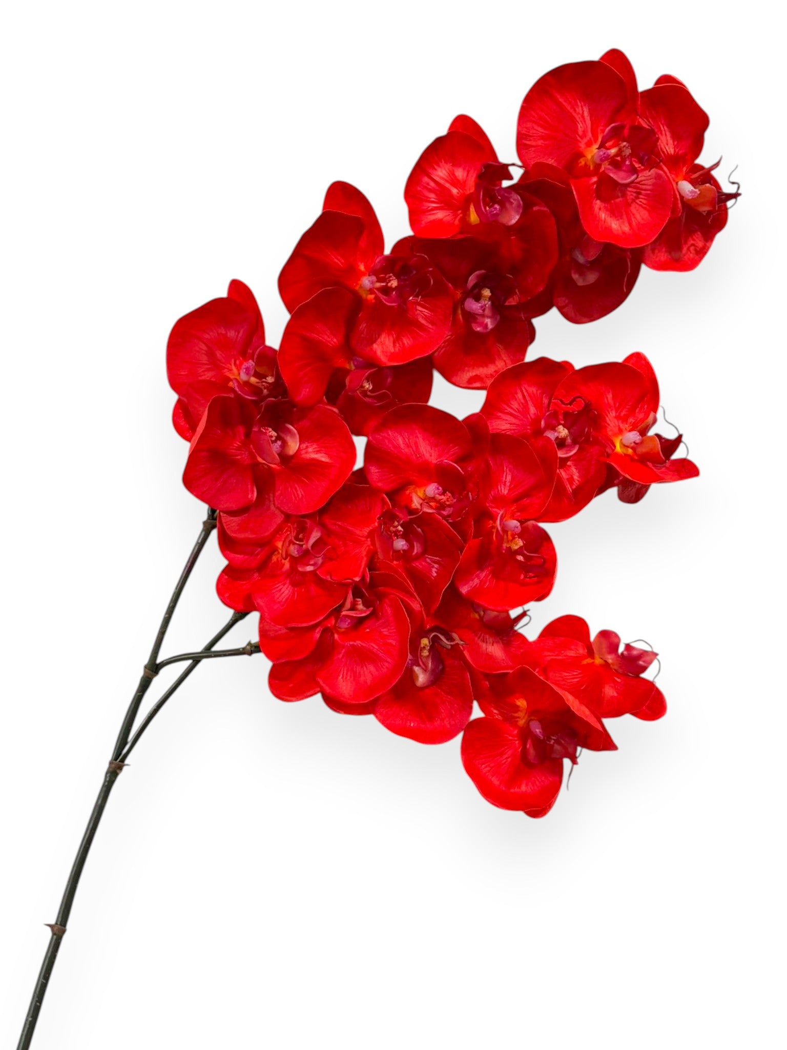 Orchid Phalaenopsis Spray x3 41"