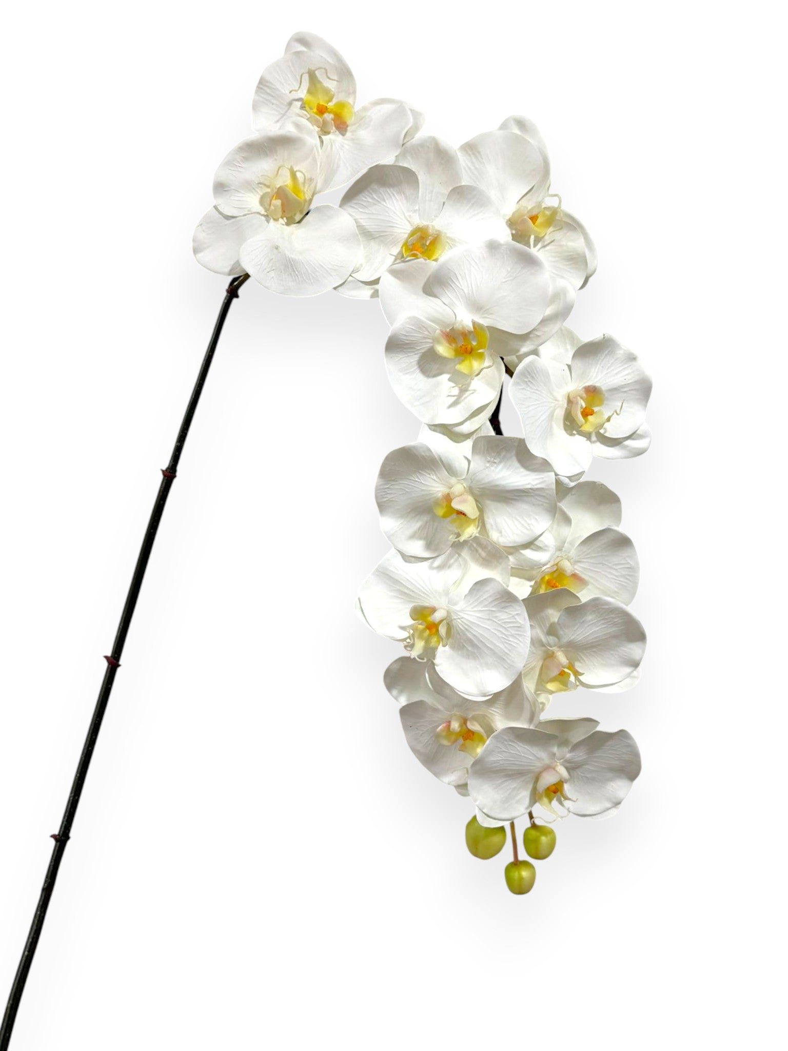 Phalaenopsis Orchid Big Stem