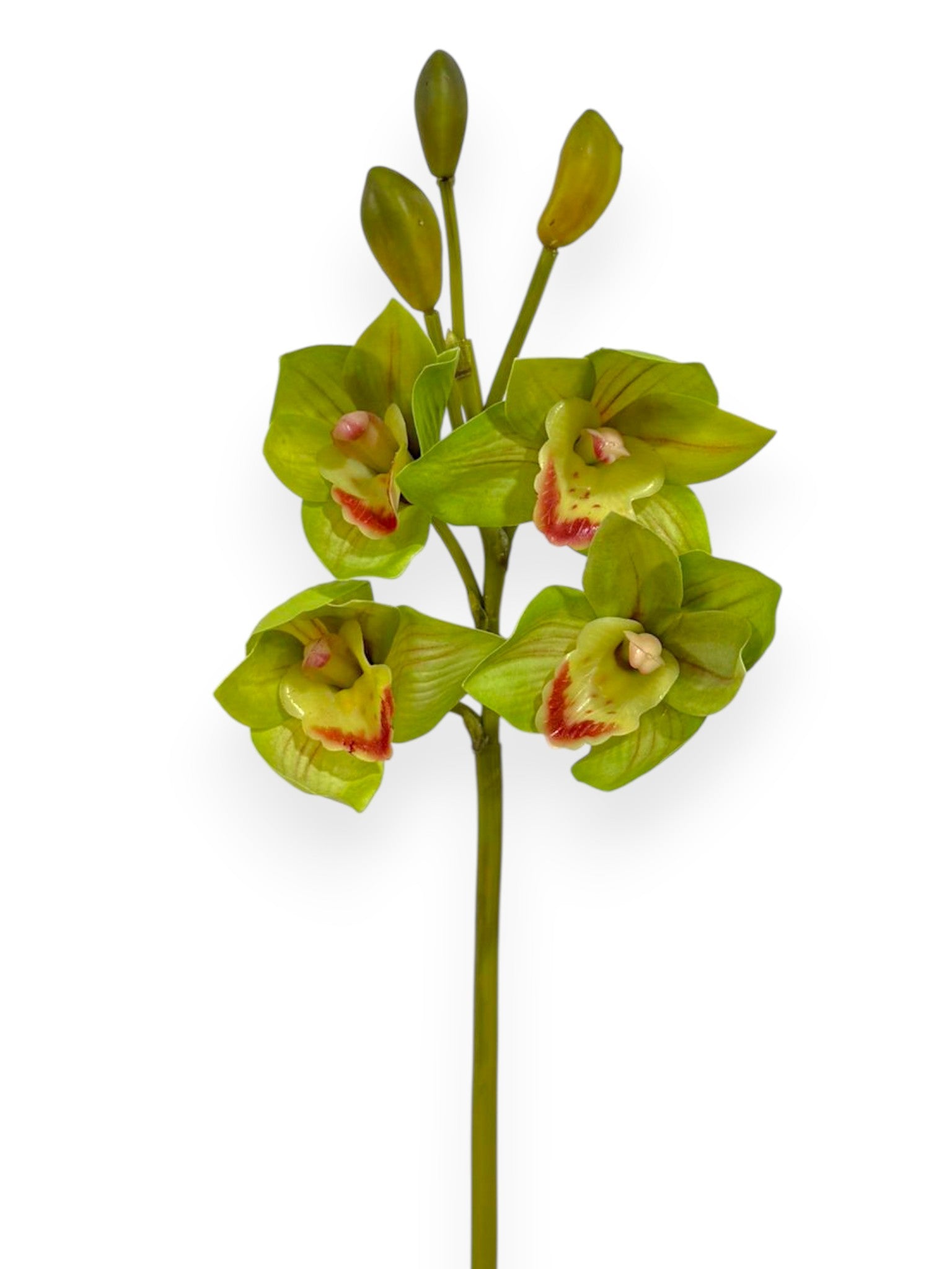 Cymbidium Orchid Stem 19"