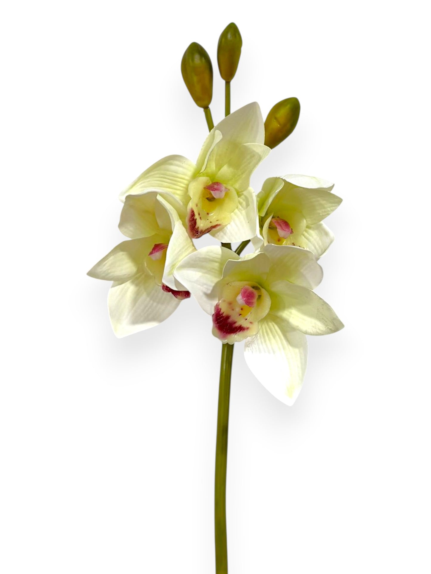 Cymbidium Orchid Stem 19"