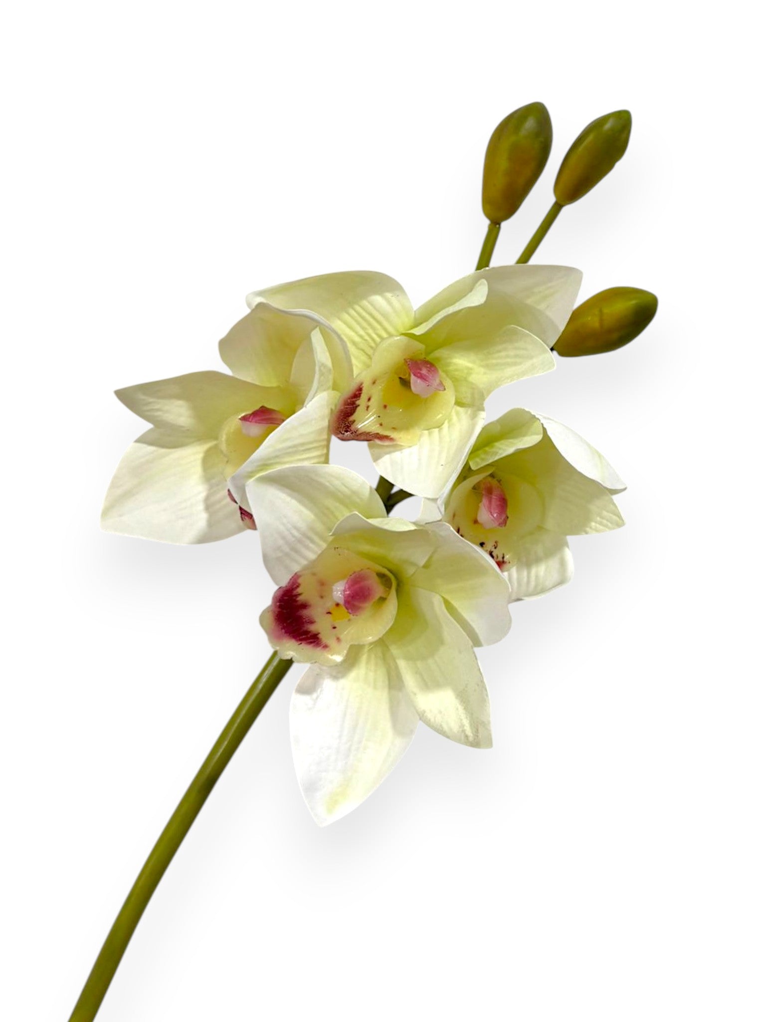 Cymbidium Orchid Stem 19"