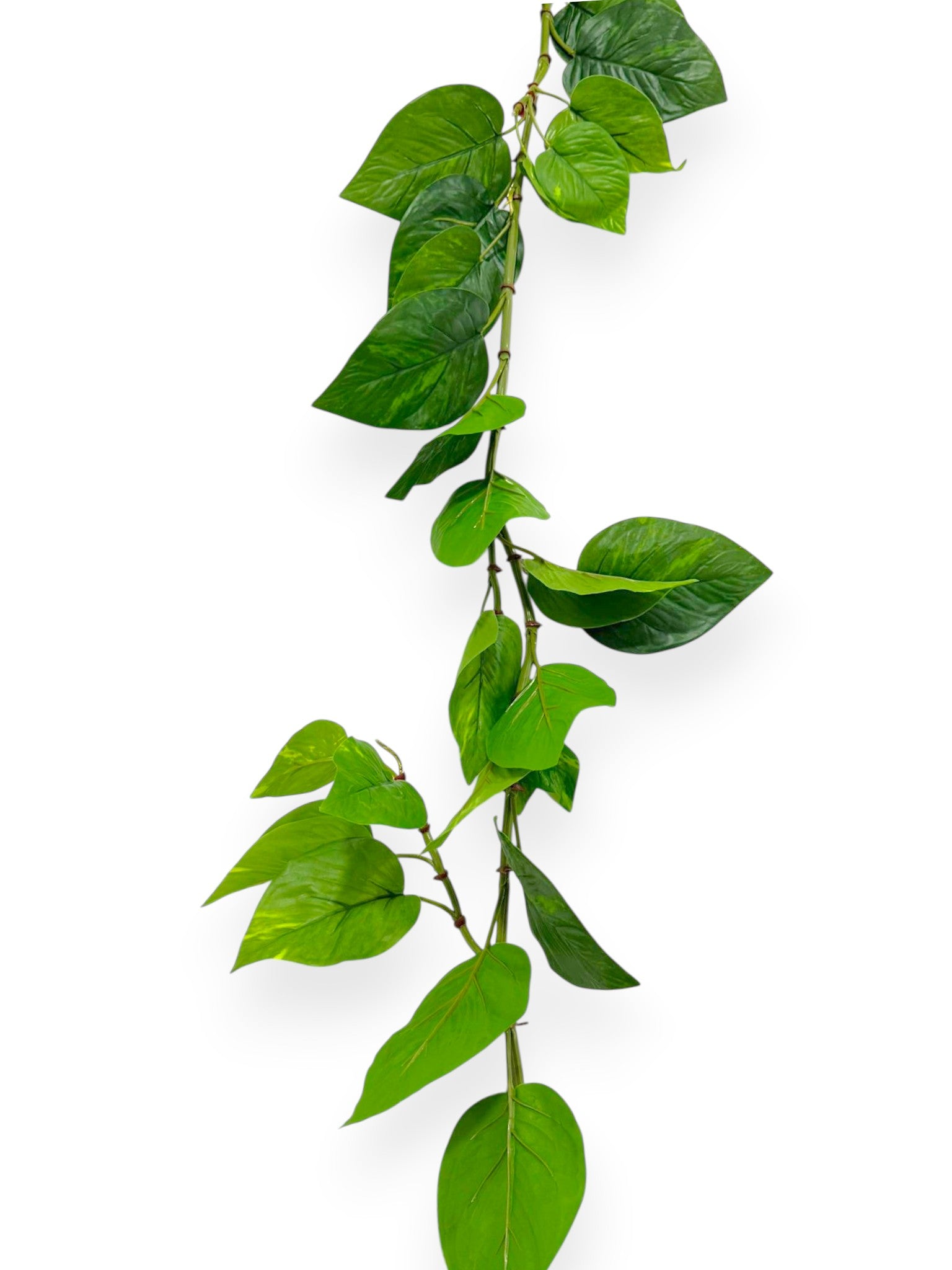 Pothos Long Garland 6 FT