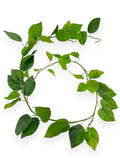 Pothos Long Garland 6 FT