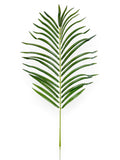 Palm Leaf 31"