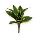 Mini Sansevieria Plant 9"