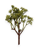 Sedum Bush 9" Soft