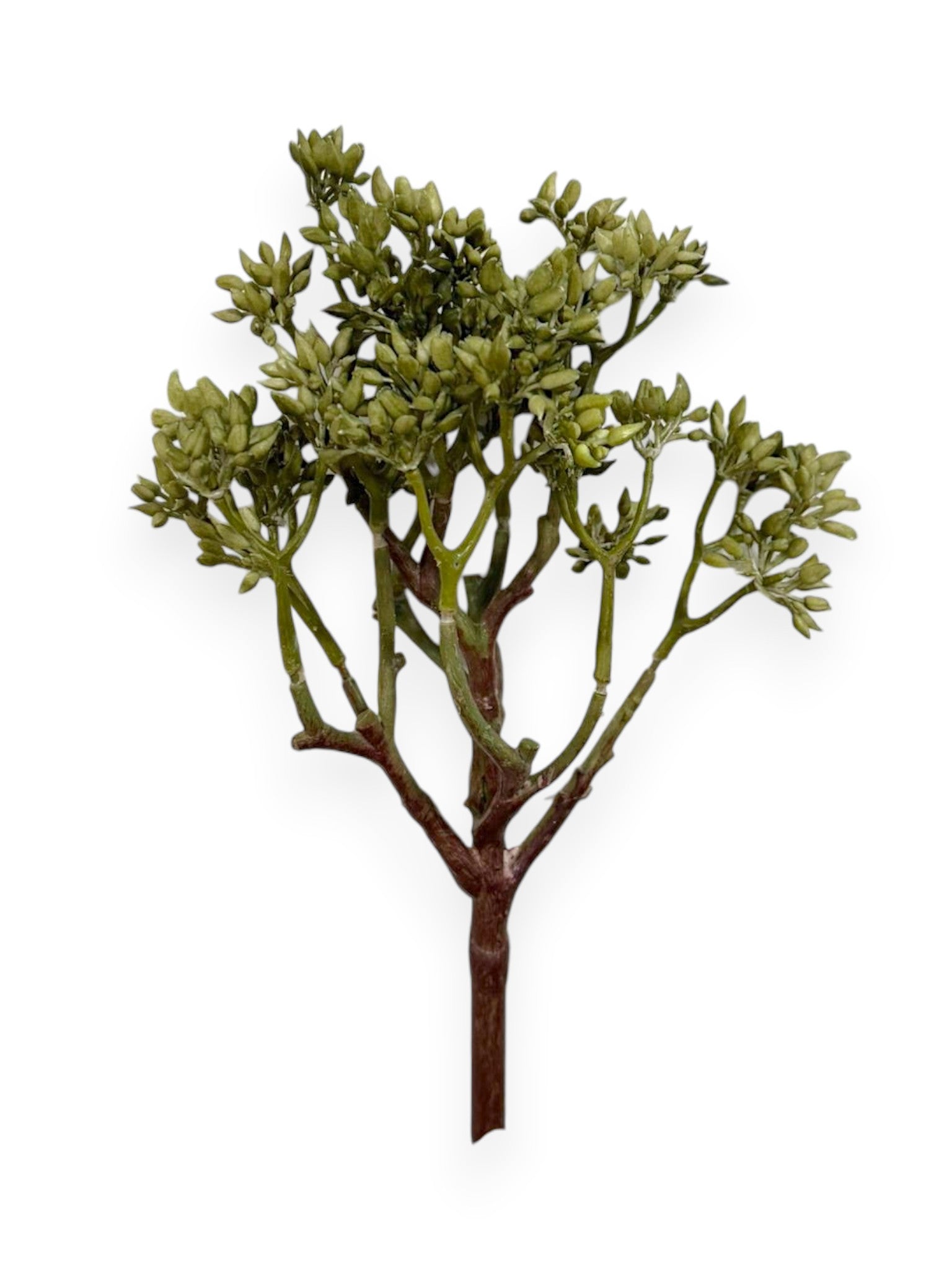 Sedum Bush 9" Soft
